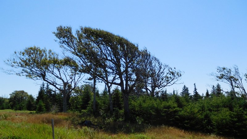 051 (2).JPG - Windswept trees
